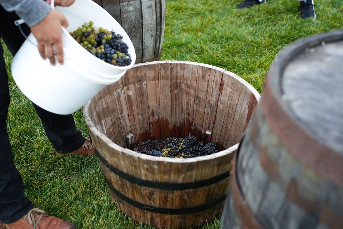 Guest taking part in a vineyard grape harvest